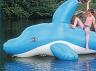 Delphin